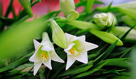 Hoa b&aacute;ch hợp 