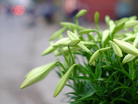 Hoa b&aacute;ch hợp