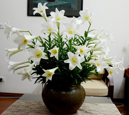 Hoa b&aacute;ch hợp