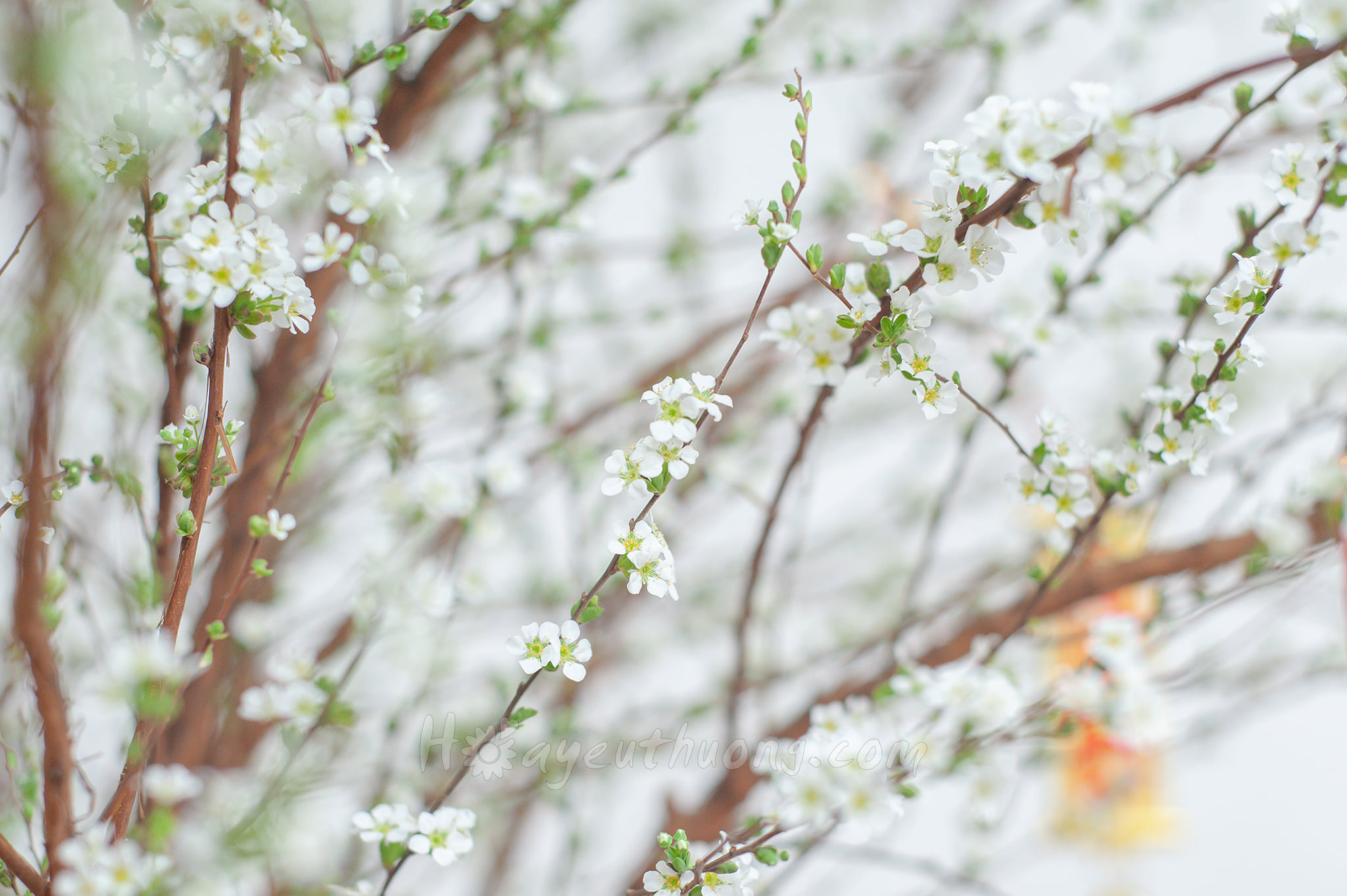 Hoa tuyết mai vườn nở đẹp đ&uacute;ng Tết