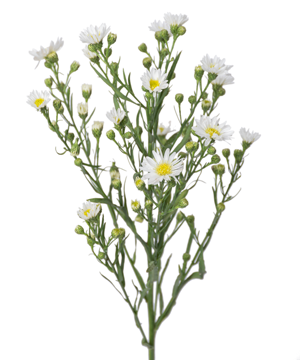 Hoa thạch thảo trắng (500g) - hoa lẻ | hoa tươi cắt cành
