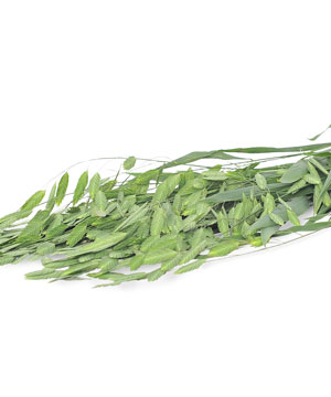 Cỏ cánh gián (200gr) - hoa lẻ | hoa tươi cắt cành