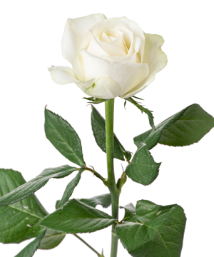 Hồng trắng cồ (30) - hoa lẻ | hoa tươi cắt cành