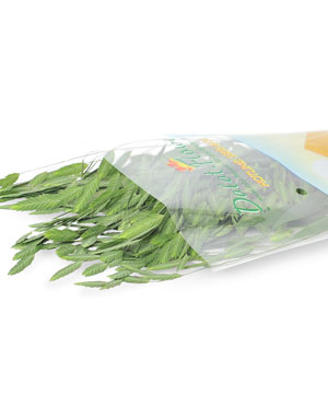 Cỏ cánh gián (200gr) - hoa lẻ | hoa tươi cắt cành