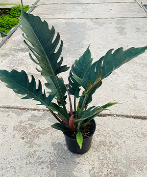 peace lily plant seeds Spathiphyllum Peace Lily Flower Seeds for Planting  Heirloom Non-GMO, High  Germination Organic Garden Seeds