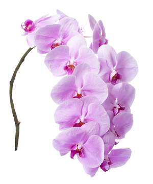 Hồ điệp cắt cành hồng (cành) - hoa lẻ | hoa tươi cắt cành