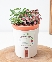 Chậu tự tưới Fittonia (S)