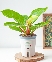 Đế Vương Vàng Mini (M)