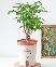 Chậu tự tưới Hạnh Phúc ( L)
