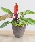 Trầu Bà Đế Vương Mix