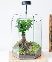 Terrarium bonsai