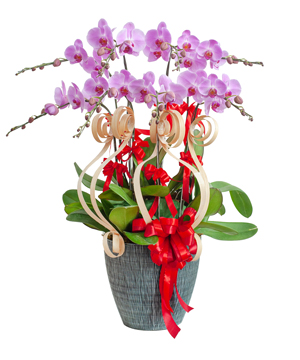Lan hồ điệp mẫu 9