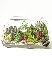 Terrarium trong lành
