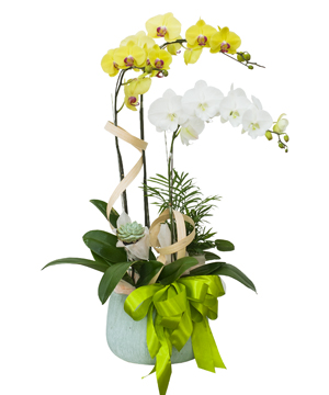 Hồ điệp mix màu 03