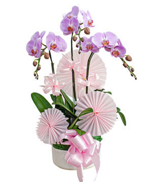 Hồ điệp hồng 6