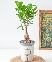 Chậu tự tưới Si Mini (S)