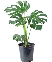 Monstera Deliciosa