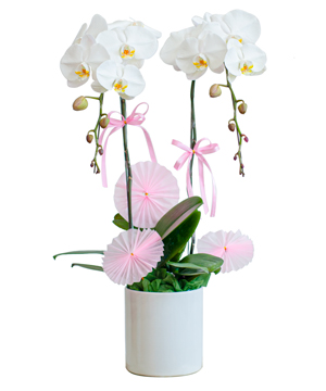 Lan hồ điệp mẫu 14