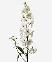 Delphinium trắng (10 cành)