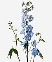 Delphinium xanh (10 cành)