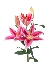 Lily hồng đậm (5 cành)