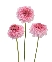 Scabiosa hồng nhạt (8-10 cành)