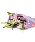 Lily kép hồng tươi (5 cành)