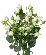 Rose White Lady (3)