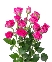 Rose Tessa (3)
