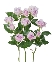 Rose shadow (3)