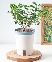 Chậu tự tưới Mộc Thanh Hương (M)