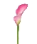 Hoa Calla hồng (5)