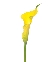 Hoa Calla vàng (Hoa Viên Hy) (5-10 cành)