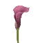 Hoa Calla tím đậm (Hoa Viên Hy) (5-10 cành)