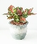 Tropical Vitality