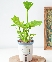 Trầu Bà Thanh Xuân Mini (S)