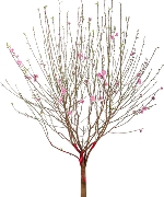 Cành đào Nhật Tân (B)