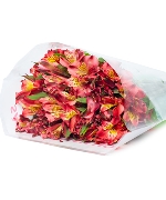 Thủy tiên đỏ (10 cành)