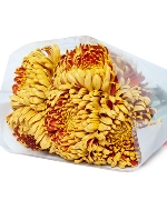 Cúc Mẫu Đơn Hoàng Gia - Cúc Fuego (10 cành)