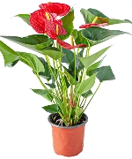 DB Hồng môn