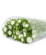 Cúc Nhật nhí trắng (10 cành)