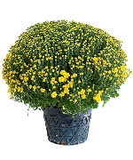 Cúc mâm xôi vàng