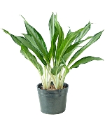 Cây giữ tiền
