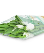 Tulip trắng (10 cành)