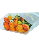 Mao lương cam (10 cành)