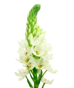 Thiên nga trắng (5 cành)