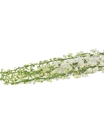 Delphinium trắng (5 cành)