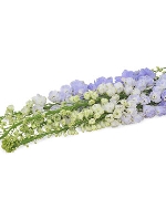 Delphinium xanh (5 cành)