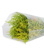 Hoàng anh (500g)