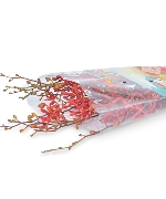Lan bò cạp đỏ (10 cành)